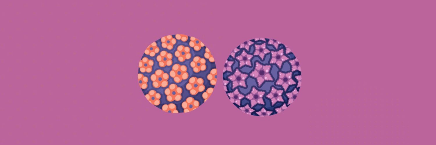 خلية فيروس الورم الحليمي البشري HPV