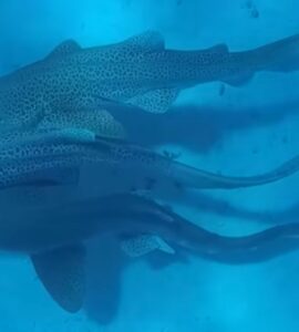 القرش المرقط