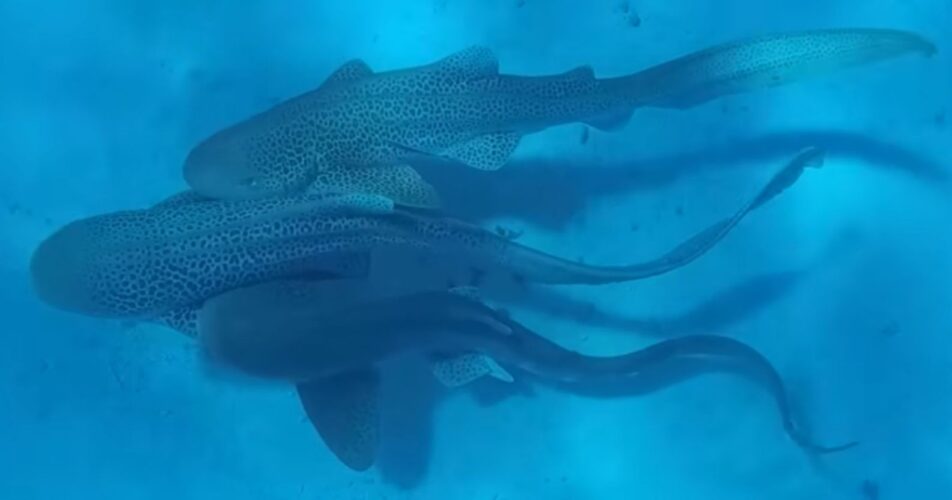 القرش المرقط